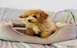 Poochon dogs for sale: Adorable poochon’s  - Image 4