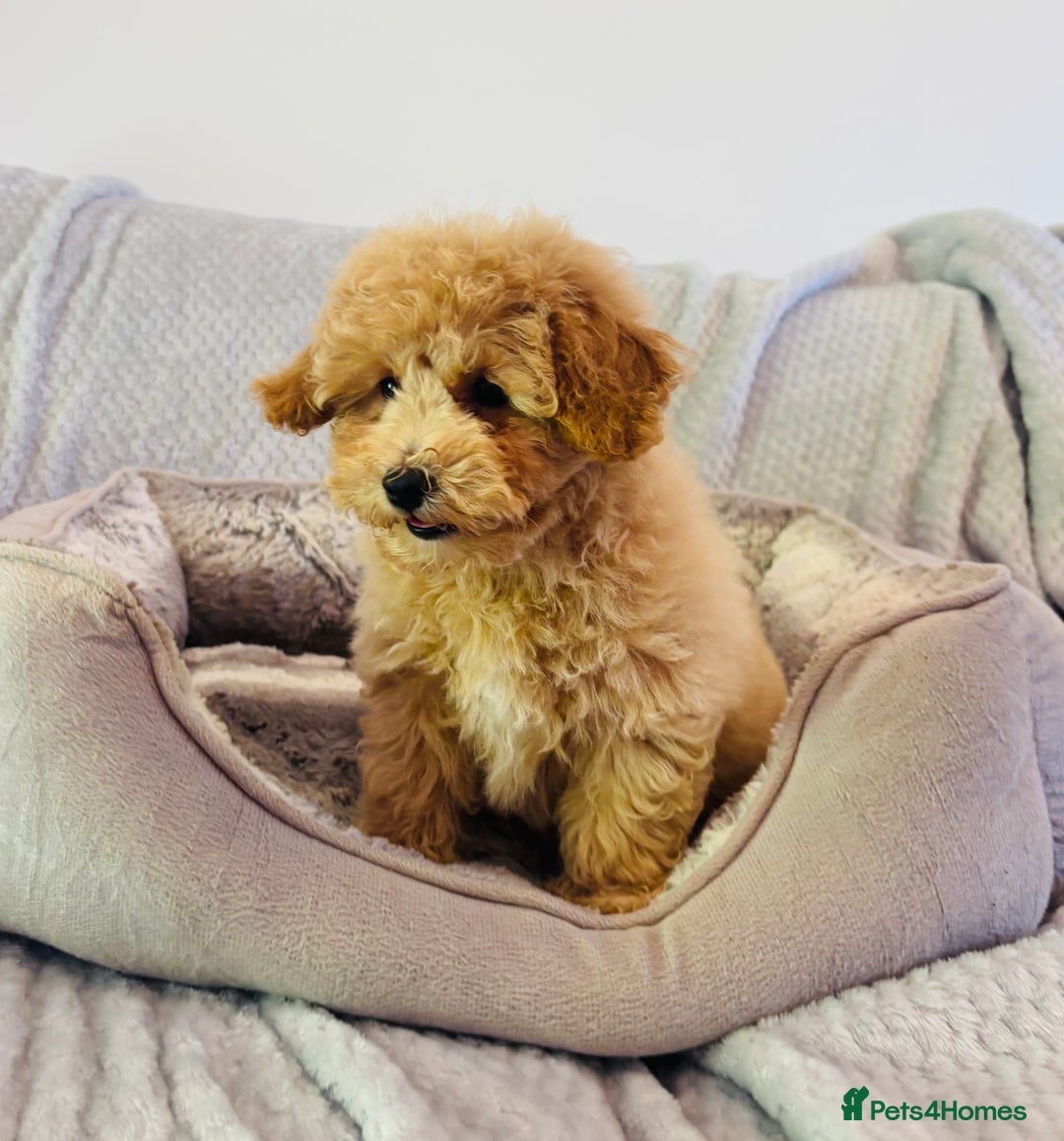 Poochon dogs for sale: Adorable poochon’s  - Image 4