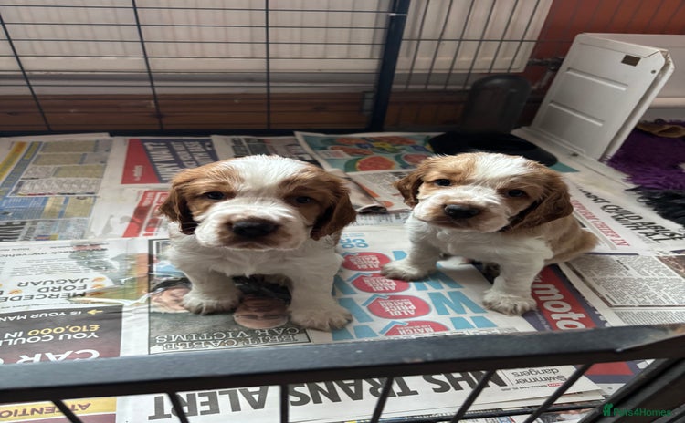 Welsh Springer Spaniel dogs - Advert 14