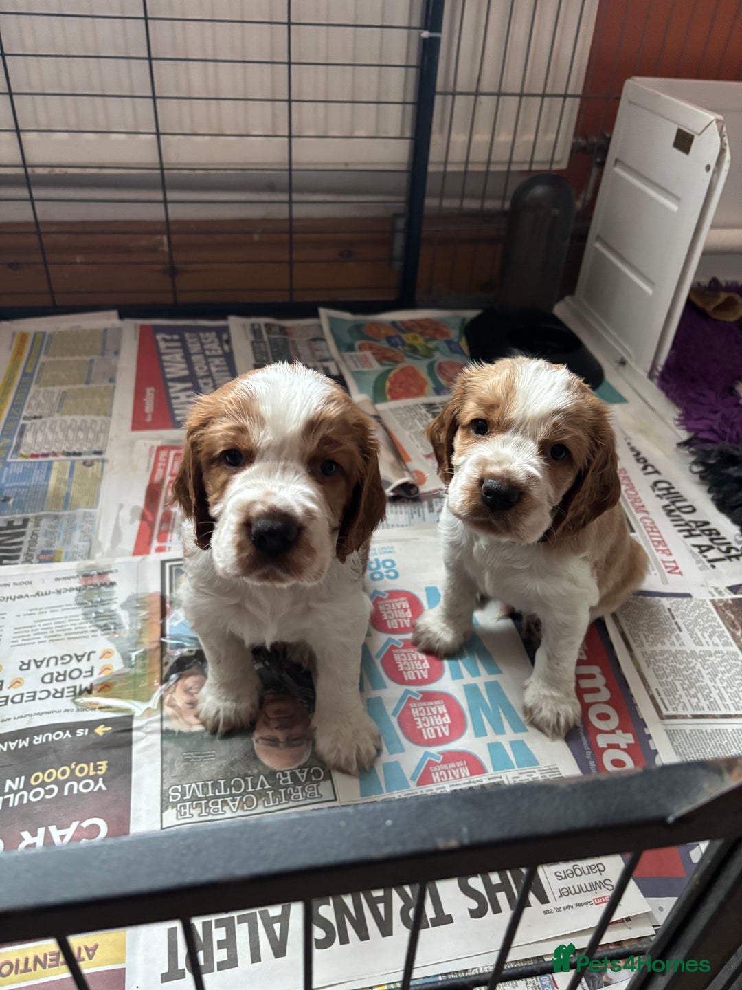 Welsh Springer Spaniel dogs for sale: Home Reared Handsome Boys - Image 1