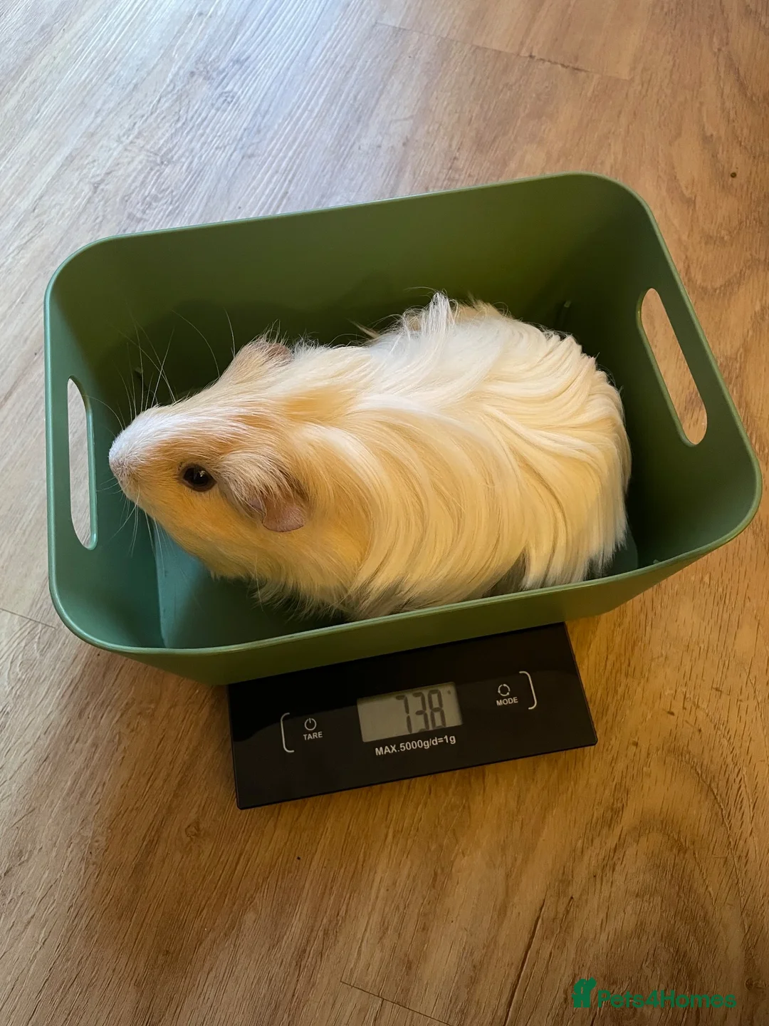 Guinea Pig rodents for sale: 2x female guinea pigs with set-up in Bristol - Advert 5
