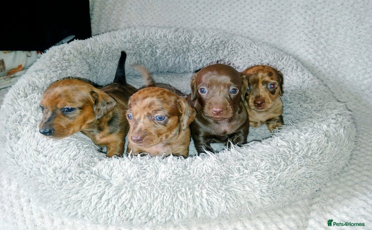 Miniature Dachshund dogs - Advert 9