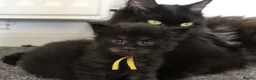 Maine Coon cats for sale: 🐾 WildPawzuk TICA Registered Maine Coon Kittens🐾 - Advert 19