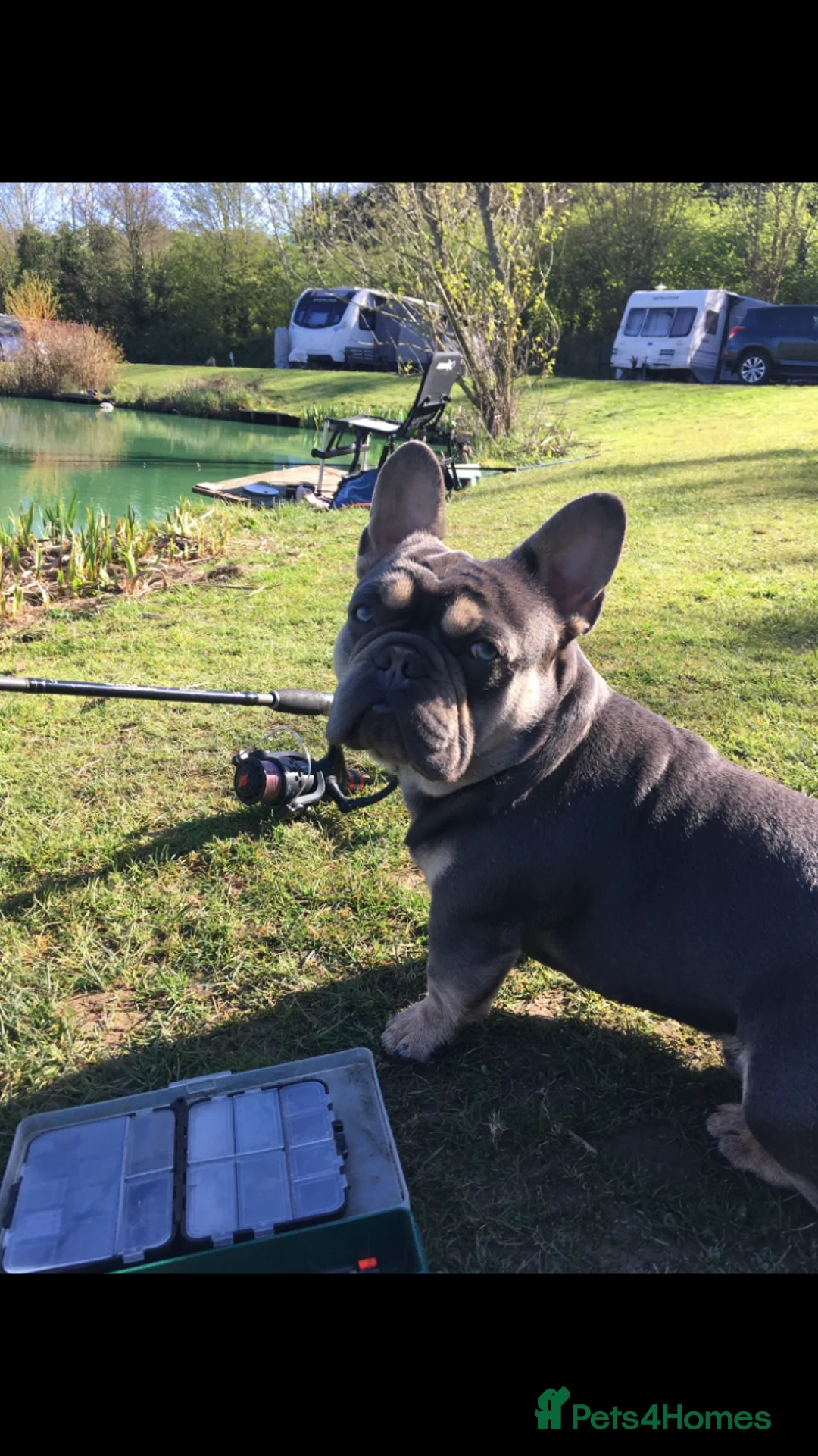 French Bulldog dogs for stud: French Bulldog to stud out in Derby - Advert 3