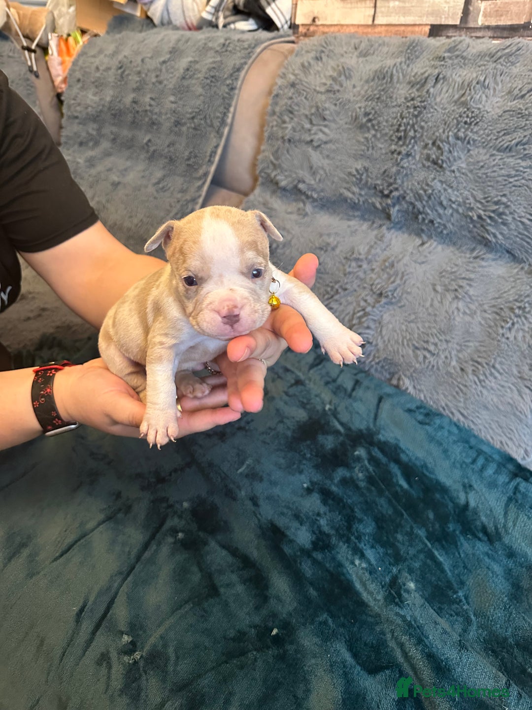 American Bully dogs for sale: 🐾 ABKC Registered Micro/Pocket Bully Puppies! 🐾 - Image 13