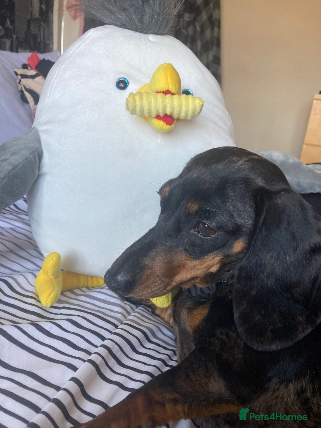 Dachshund dogs for sale: 2 miniature Dashhounds available  - Advert 9