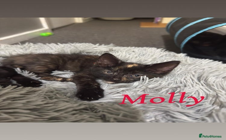 Domestic Shorthair cats - Advert 5