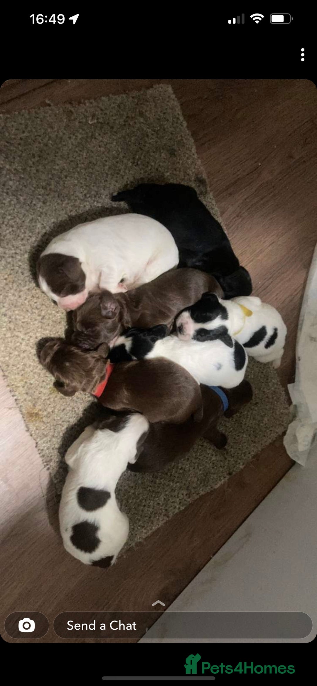 English Springer Spaniel dogs for stud: Working English springer spaniel for STUD   in Ryton - Image 9