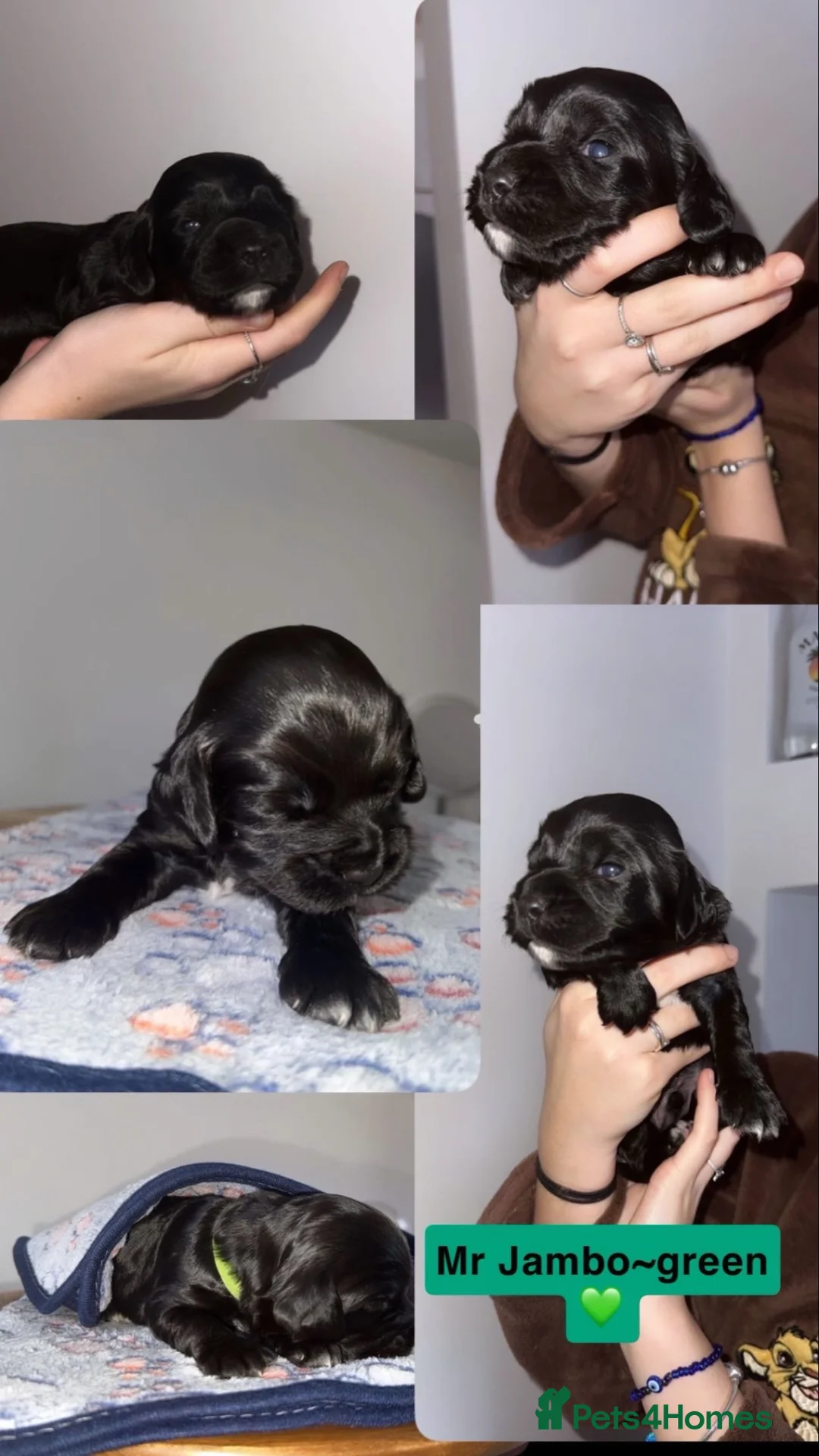 Cocker Spaniel dogs for sale: Beautiful litter of working cocker spaniels  - Advert 10