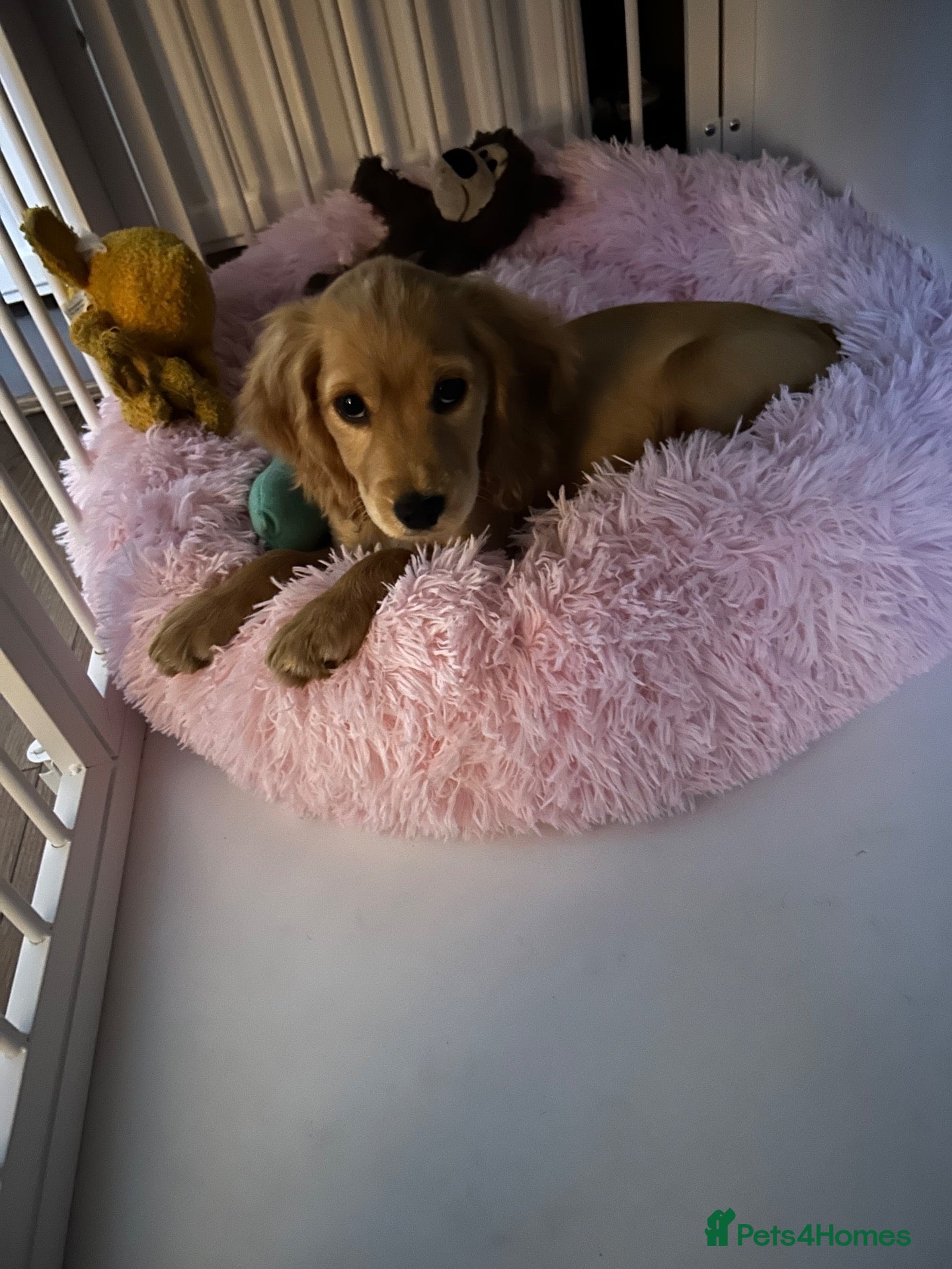 Cocker Spaniel dogs Young puppy for sale. Beautiful dog for good home - Advert 4