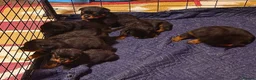 Rottweiler dogs for sale: 🫶🏻european🥹Favourable❤️‍🩹rotties for sweet hom in Cwmbran - Advert 4
