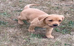 Labrador Retriever dogs for sale: Beautiful Health Checked Female KC Reg Lab Pup - Image 7