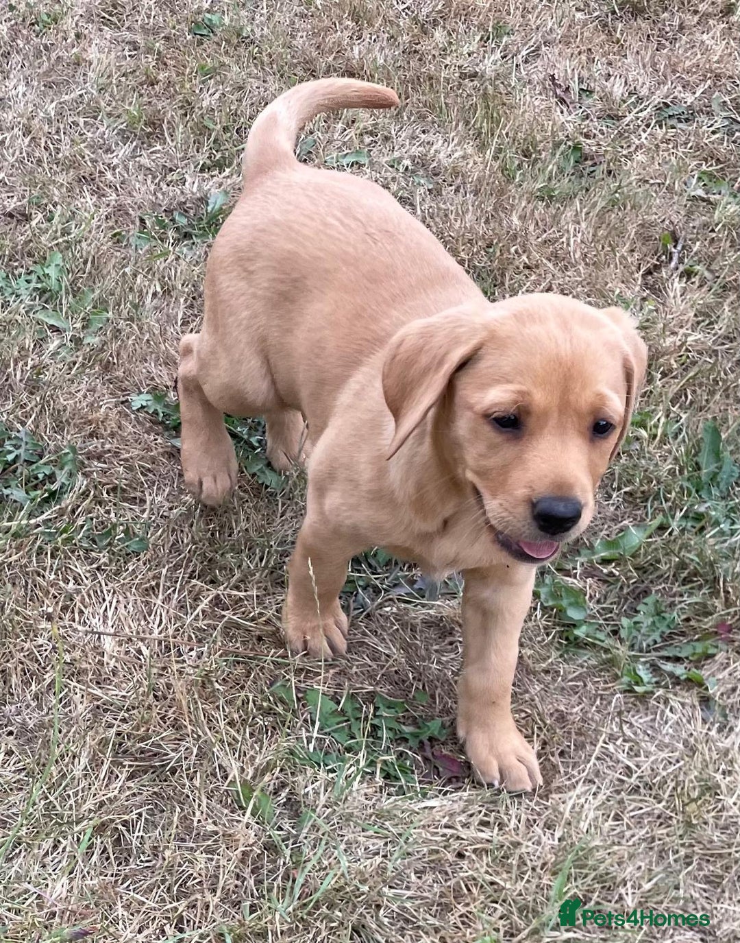 Labrador Retriever dogs for sale: Beautiful Health Checked Female KC Reg Lab Pup - Image 7