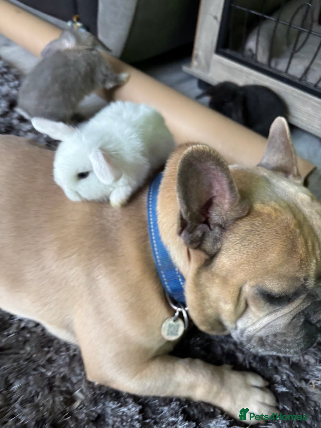 Mini Lop rabbits for sale: Gorgeous Mini Lops  - Image 25