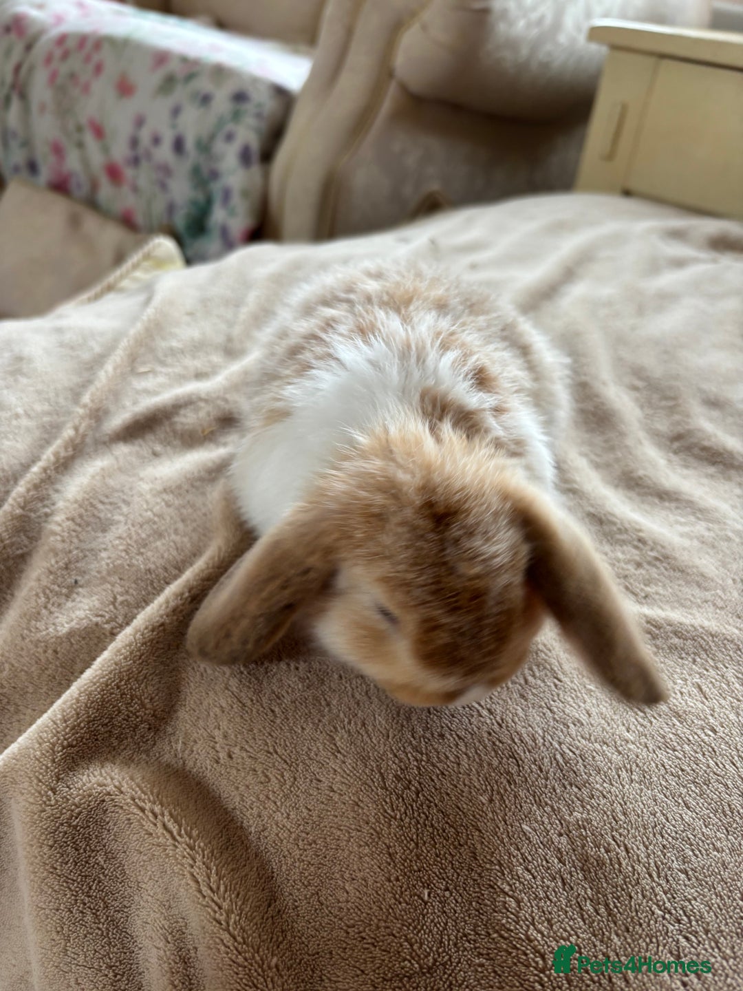 Mini Lop rabbits for sale: Beautiful mini lop rabbits - Image 5