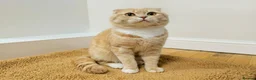 British Shorthair cats for sale: Last-Adorable Kitten Ready For Loving Home ❤️ - Advert 20