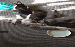 Mixed Breed cats for sale: Norwegian forest/black Bengal  - Image 1