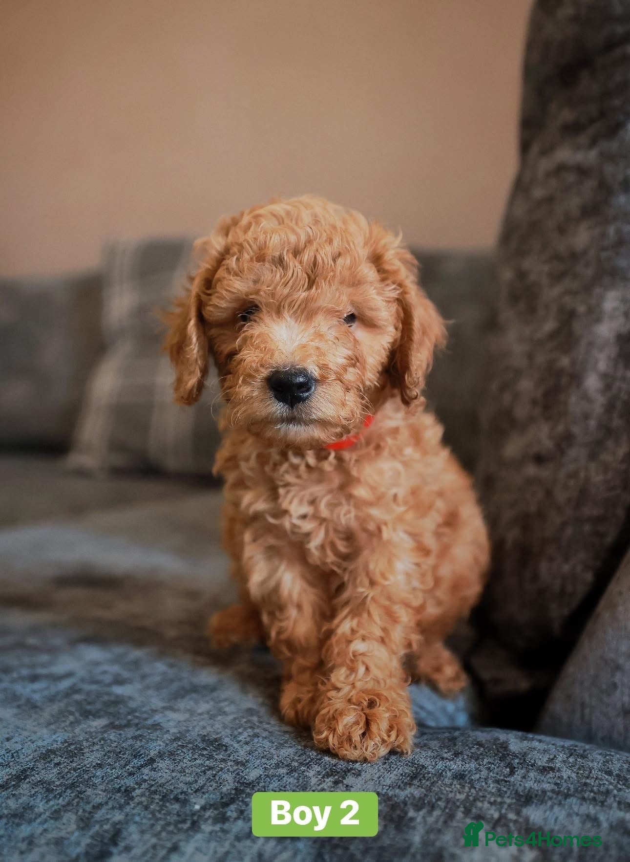 Cockapoo dogs for sale: F1B Toy Cockapoos for sale in Alexandria - Advert 13