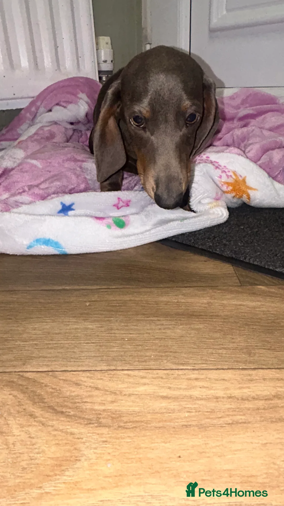 Miniature Dachshund dogs for sale: Blue&tan miniature dauchsund - Advert 6