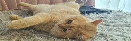 British Shorthair cats for stud: BSH registed proven stud - Advert 9