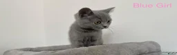 British Shorthair cats for sale: 5 British Shorthair Kittens in Wellingborough - Advert 7