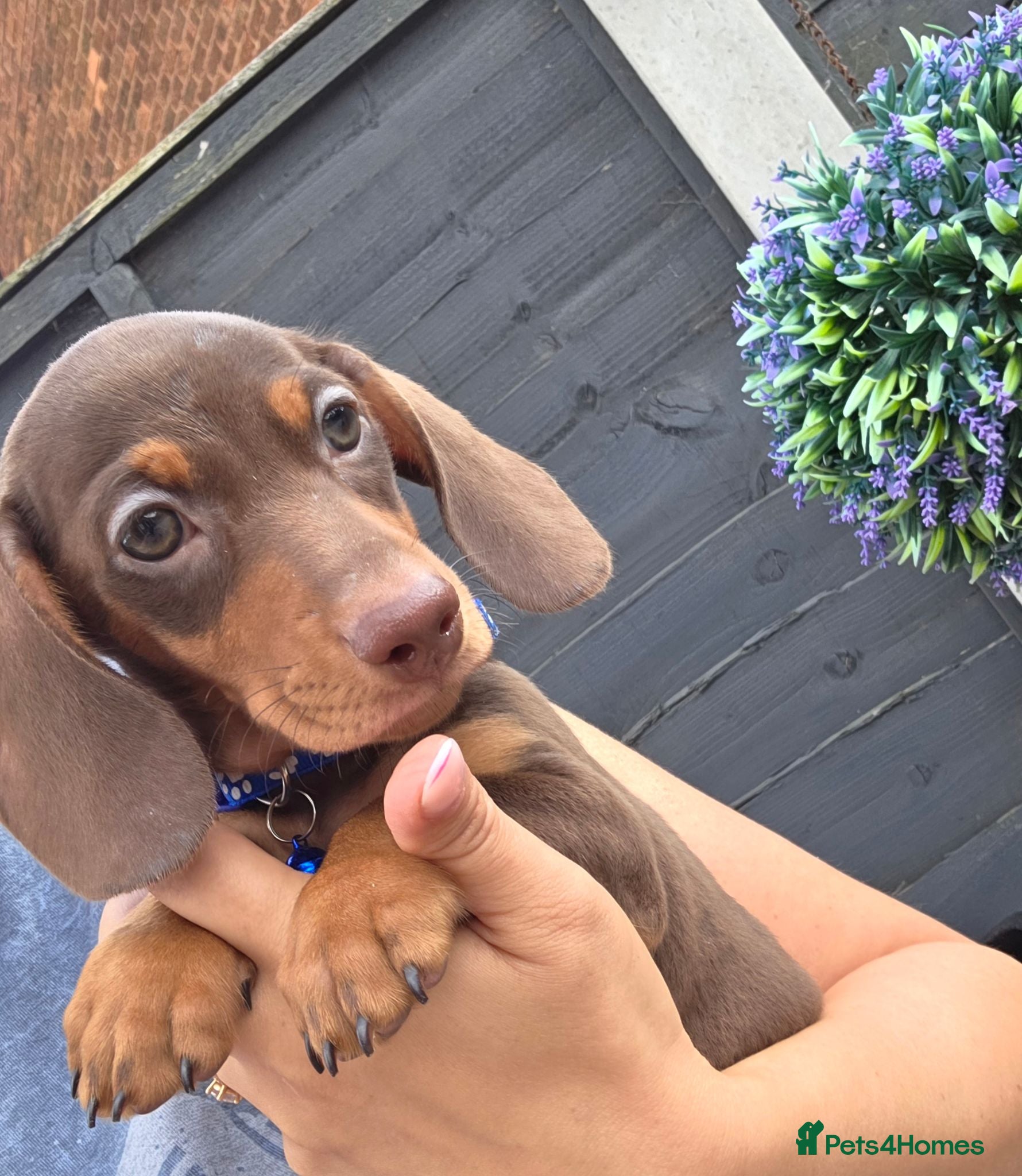 Miniature Dachshund dogs Kc registered Miniature Dachshund  - Advert 2