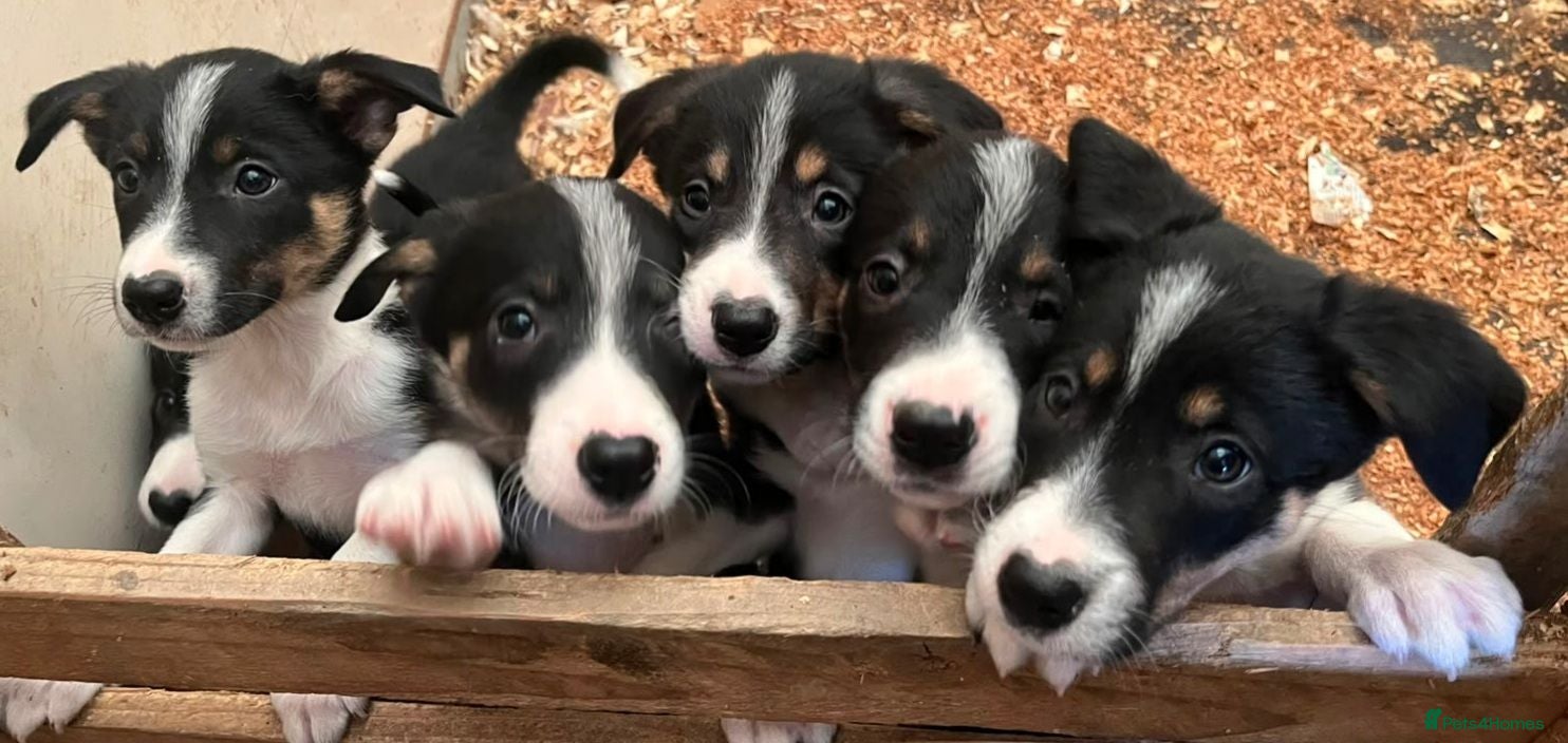 Border Collie dogs Ready*Bundles of Joy*Ready - Advert 1