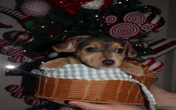 Jack Russell dogs for sale: Three stunning pups available  - Advert 5