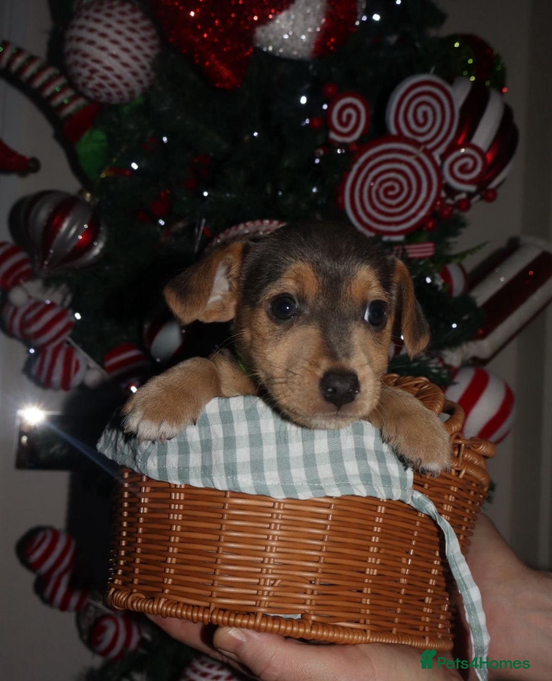 Jack Russell dogs for sale: Three stunning pups available  - Advert 5