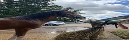 Irish Cob horses for sale: Buddy  in Winchester - Advert 3