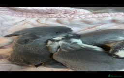 French Lop rabbits for sale: Giant French lop rabbits  - Image 20