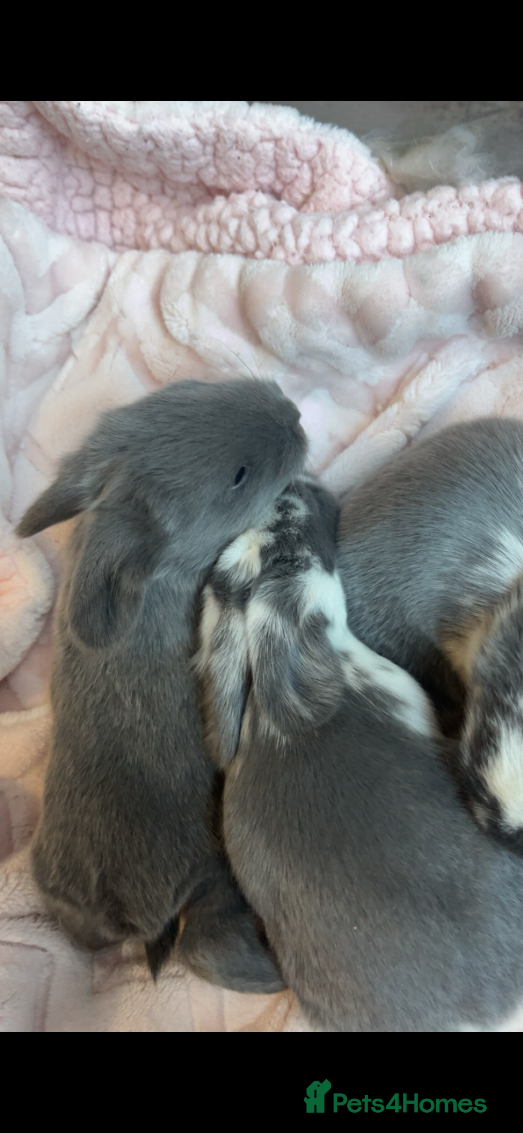 French Lop rabbits for sale: Giant French lop rabbits  - Image 20