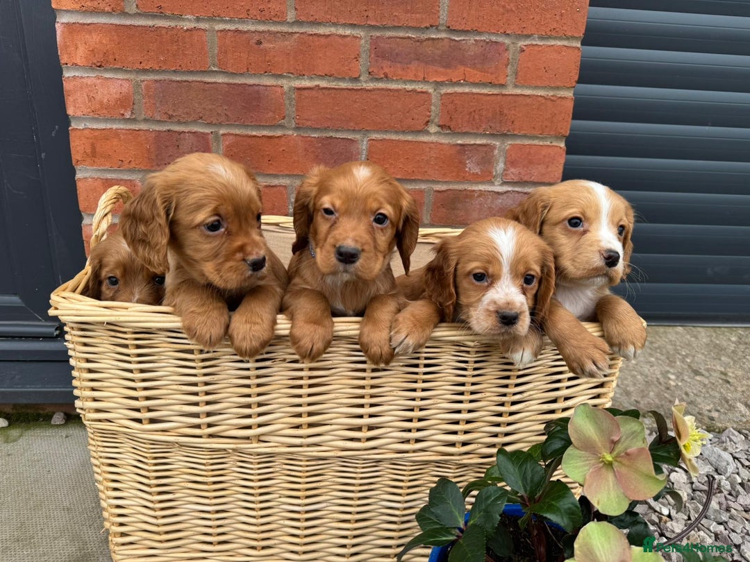 Cocker Spaniel dogs for sale: KC Reg & Health Tested Working Cocker Spaniels - Advert 8