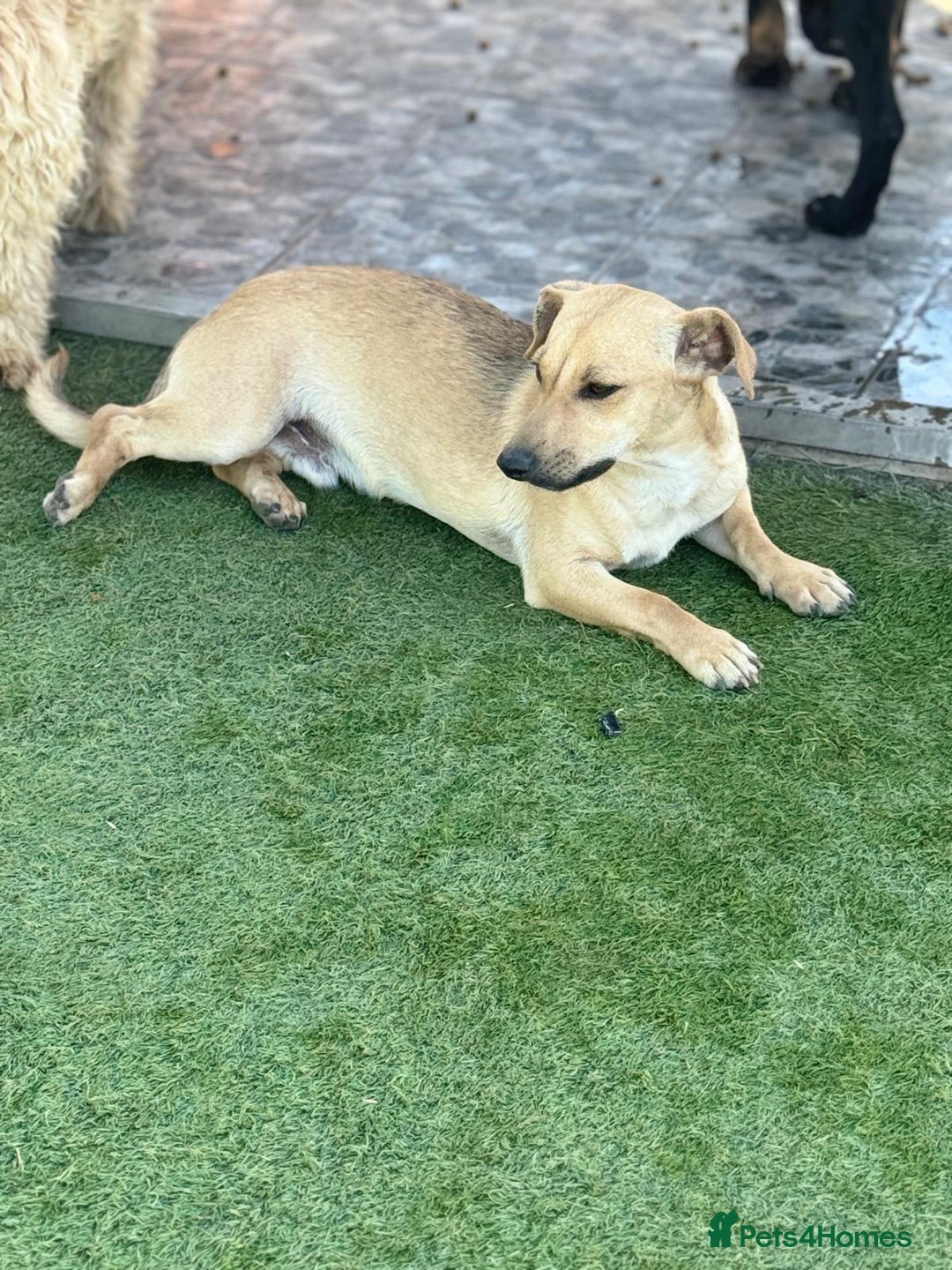 Mixed Breed dogs for adoption: Little Hugo looking for LOVE  - Image 8