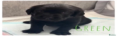 Labrador Retriever Puppy green