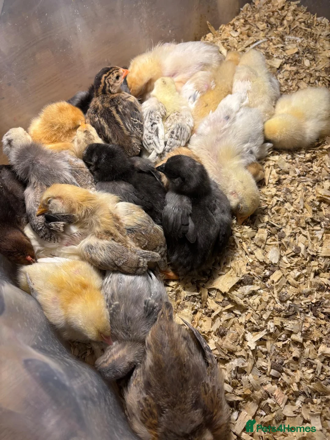 Chickens poultry for sale: Variety of Chicks For Sale - Advert 2