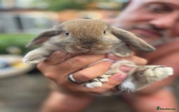 Dwarf Lop rabbits for sale: Three bunnies needing rehoming  - Advert 2