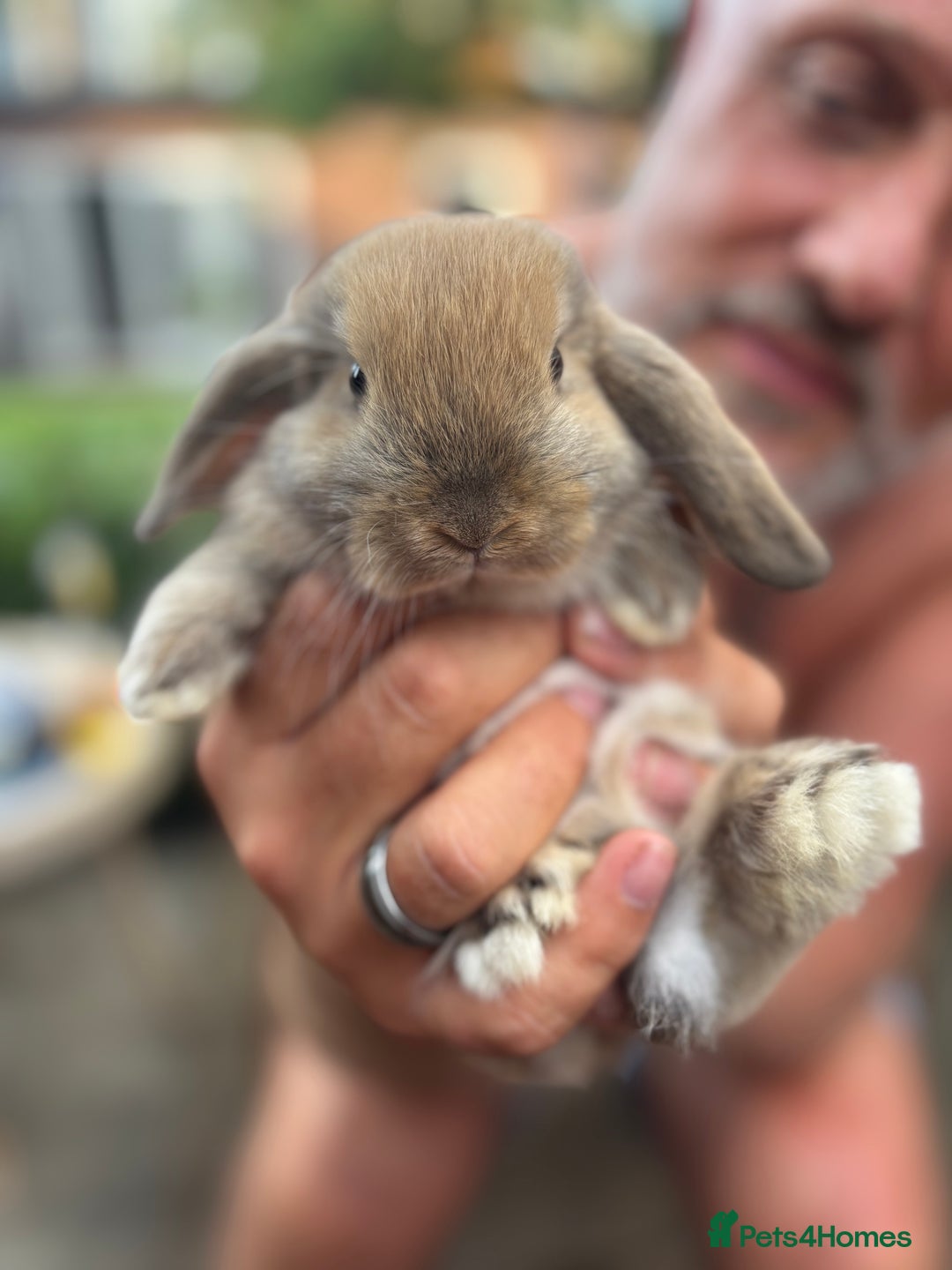 Dwarf Lop rabbits for sale: Three bunnies needing rehoming  - Advert 2