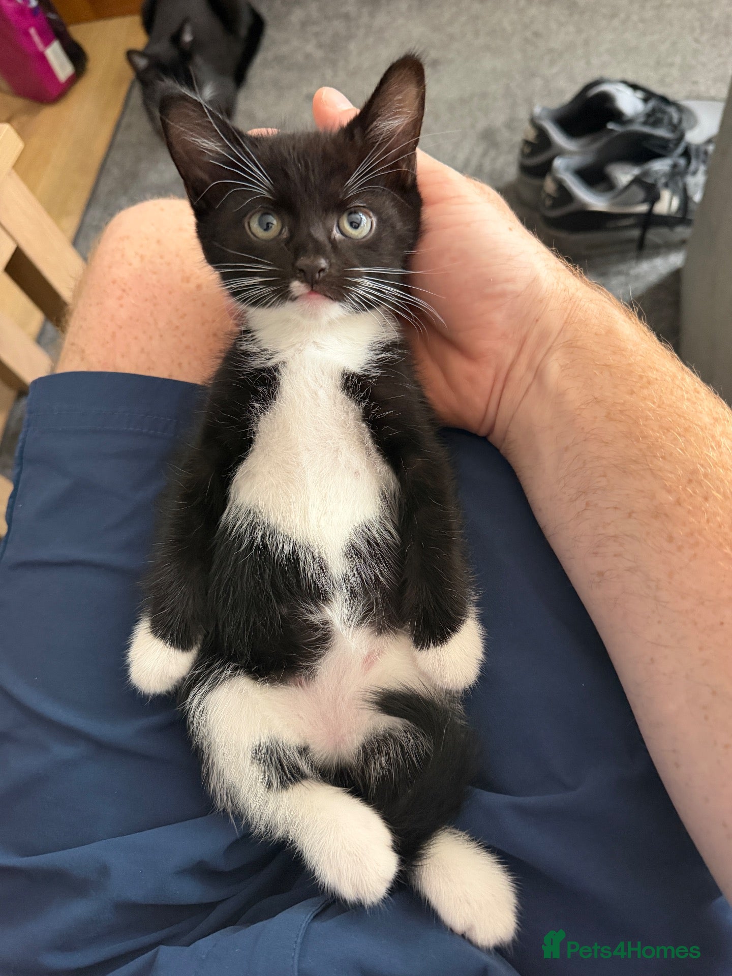 Mixed Breed cats Tuxedo kittens - Advert 12