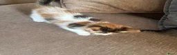 Mixed Breed cats for sale: Beautiful kittens looking for their forever home  - Advert 6