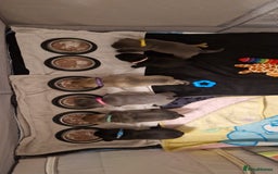 Frug dogs for sale: 6 beautiful frug puppies.  - Image 21