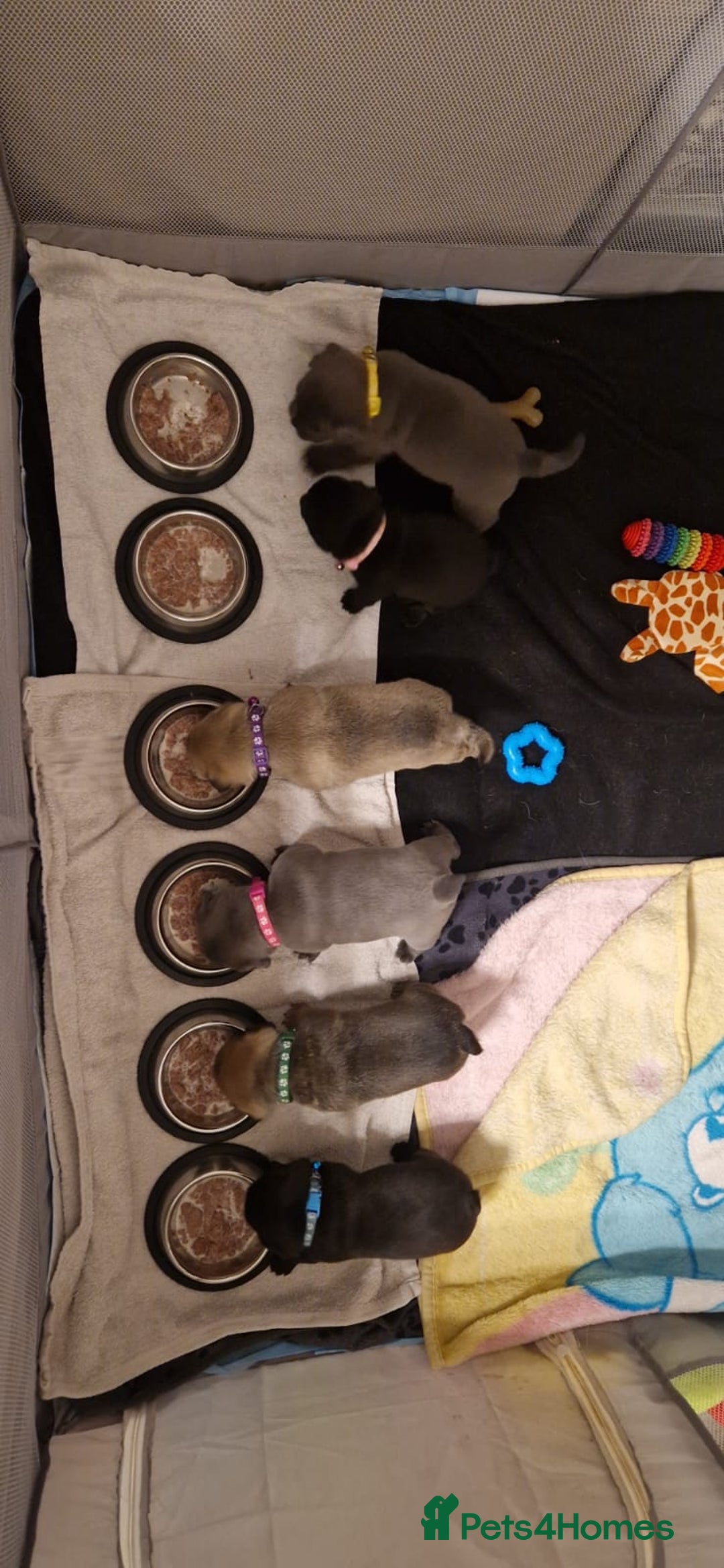 Frug dogs for sale: 6 beautiful frug puppies.  - Image 21