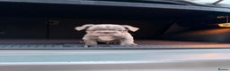 French Bulldog dogs for sale: 5 beautiful fluffy French bulldogs  - Advert 7