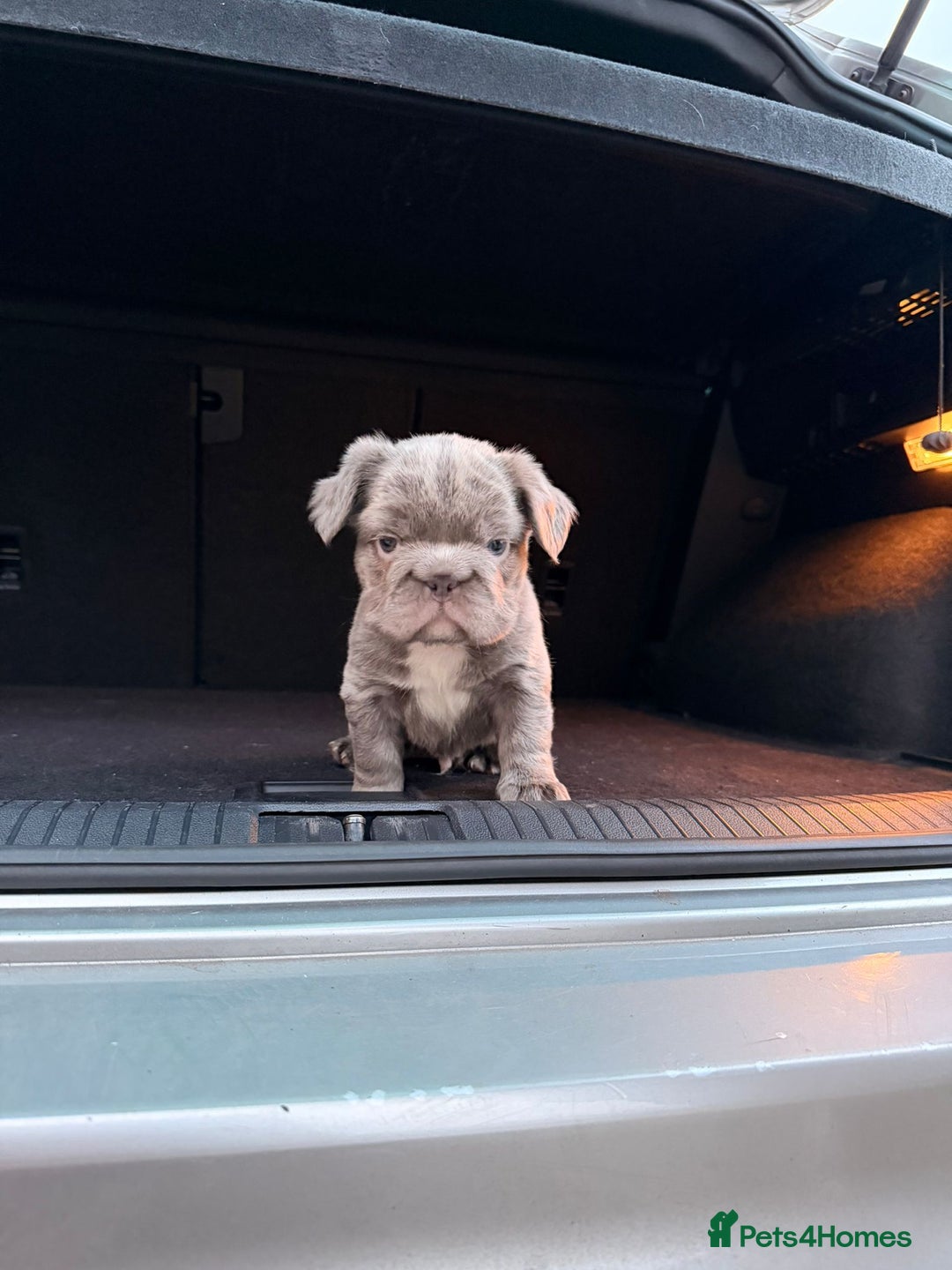 French Bulldog dogs for sale: 5 beautiful fluffy French bulldogs  - Advert 7