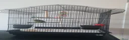 Parrots birds for sale: Beautiful Kakariki and cage in Edinburgh - Advert 5