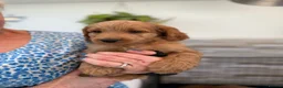 Mini Goldendoodle dogs for sale: Beautiful Miniature Goldendoodles Ready Now - Advert 24