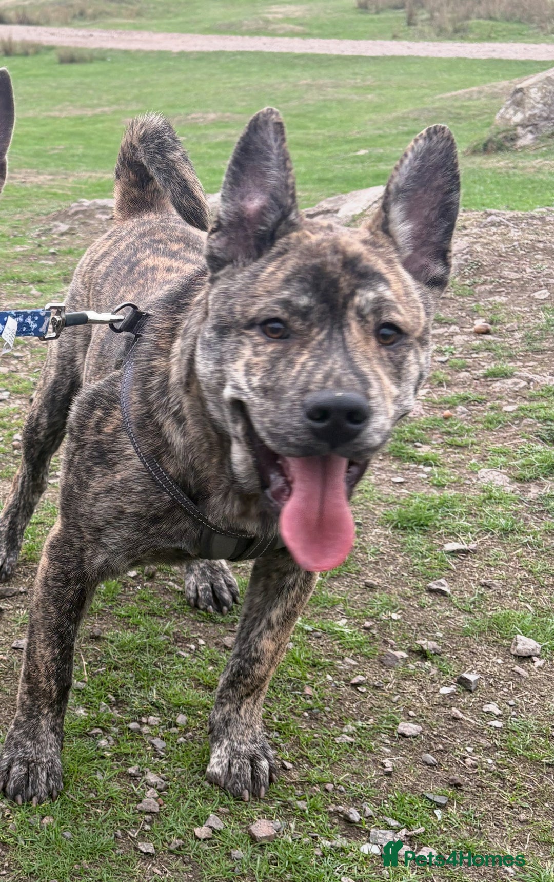 Mixed Breed dogs for sale: 4 month old lovely boy  - Image 1