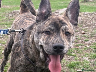 Mixed Breed dogs for sale - Advert 1