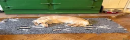 Miniature Dachshund dogs for sale: Two year old beautiful kc registered cream girl - Advert 8