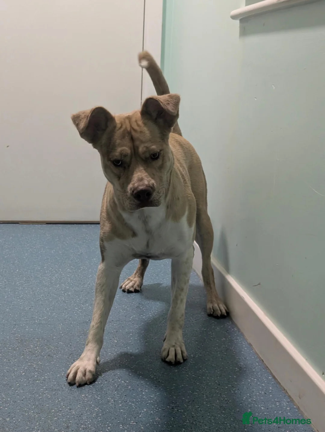 Mixed Breed dogs for sale: American staff cross husky  in Worcester Park - Advert 1